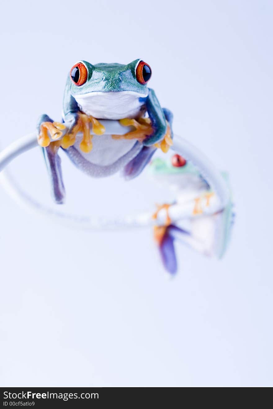 Frog - small animal with smooth skin and long legs that are used for jumping. Frogs live in or near water. / The Agalychnis callidryas, commonly know as the Red-eyed tree Frog is a small (50-75 mm / 2-3 inches) tree frog native to rainforests of Central America.