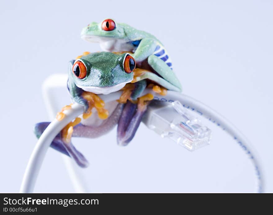 Frog - small animal with smooth skin and long legs that are used for jumping. Frogs live in or near water. / The Agalychnis callidryas, commonly know as the Red-eyed tree Frog is a small (50-75 mm / 2-3 inches) tree frog native to rainforests of Central America. Frog - small animal with smooth skin and long legs that are used for jumping. Frogs live in or near water. / The Agalychnis callidryas, commonly know as the Red-eyed tree Frog is a small (50-75 mm / 2-3 inches) tree frog native to rainforests of Central America.