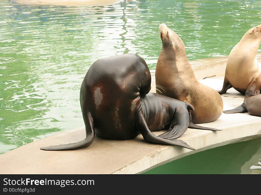 sea lions sitting at the kansas city zoo