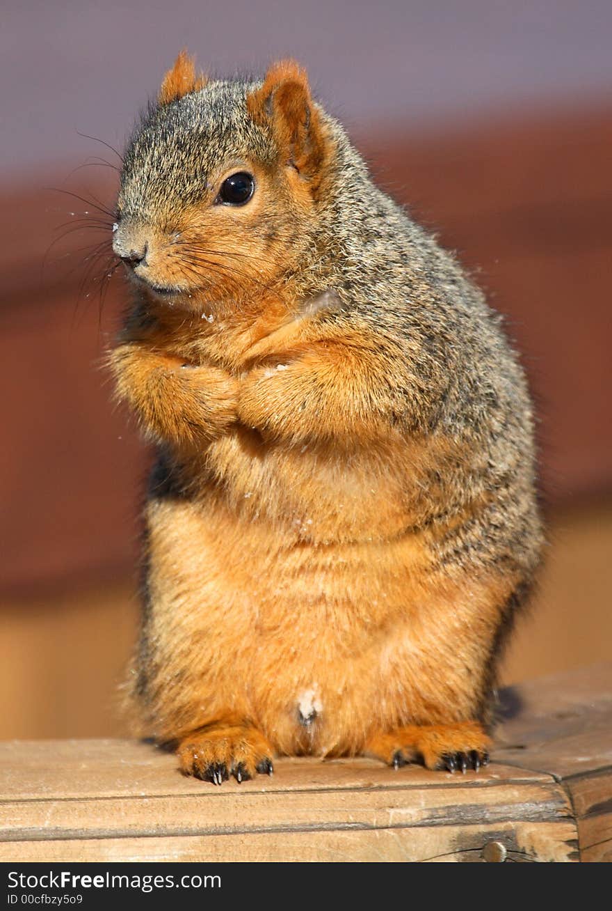 Cute squirrel standing and begging for food. Cute squirrel standing and begging for food.