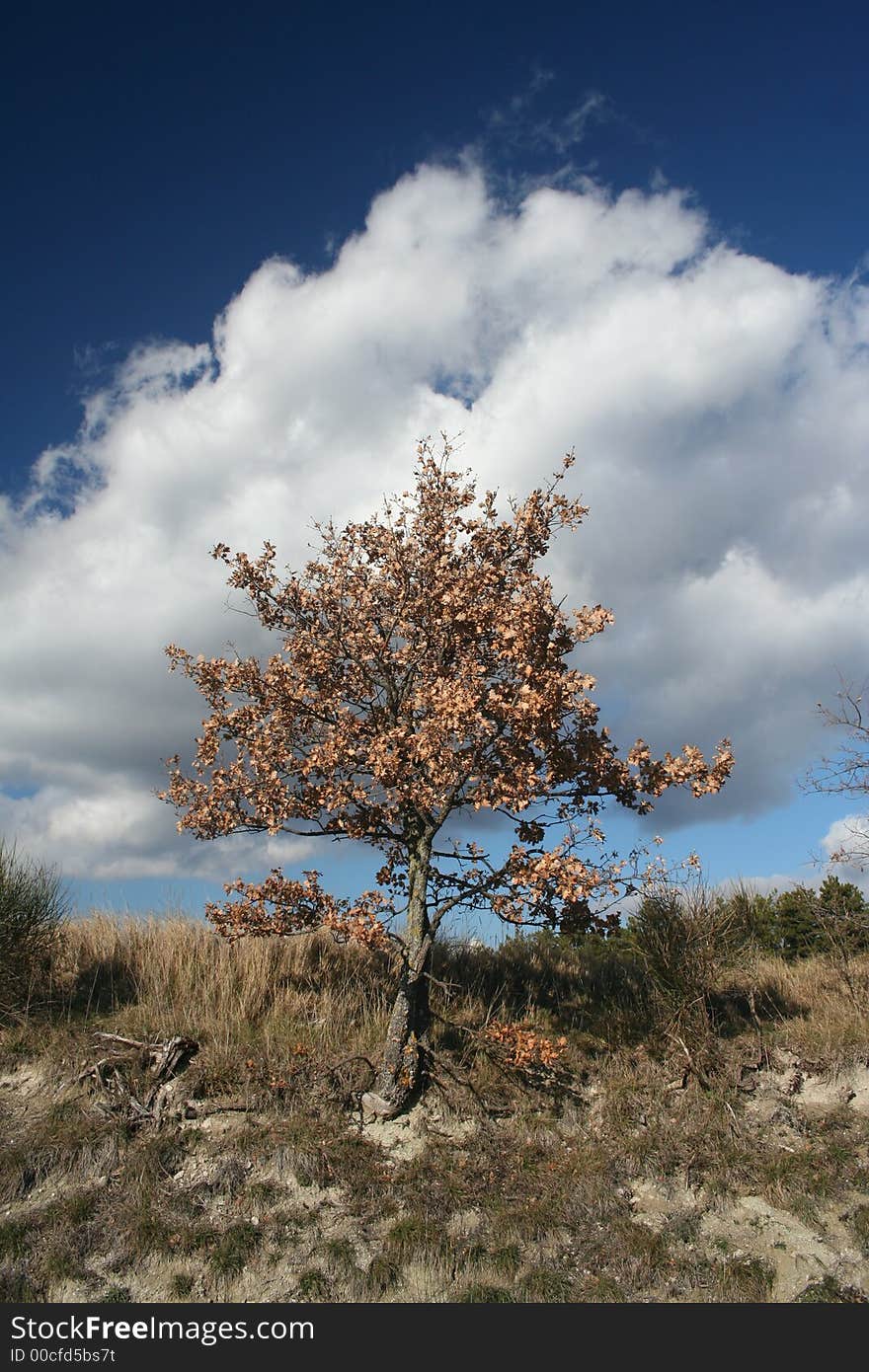 Image of tree in winter season. Image of tree in winter season