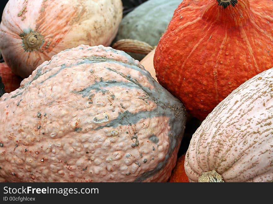 An assortment of colorful squash in a bin getting ready to be shipped out. An assortment of colorful squash in a bin getting ready to be shipped out.