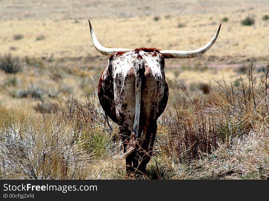 A Texas Longhorn in a pasture. A Texas Longhorn in a pasture