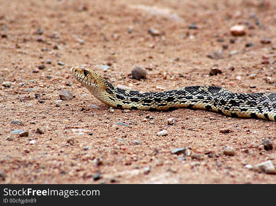 Bull Snake crawling across the road