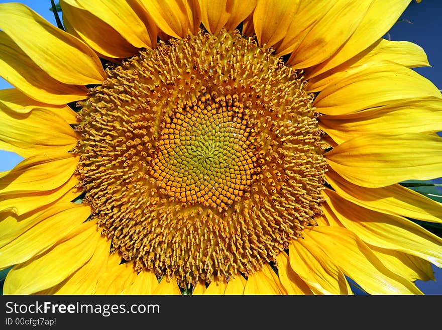 Closeup of a large sunflower just starting to develope seeds.