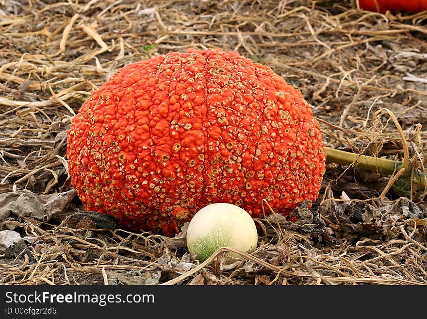 A small gourd by a Cinderella pumpkin in a pumpkin patch in northeastern Colorado. A small gourd by a Cinderella pumpkin in a pumpkin patch in northeastern Colorado