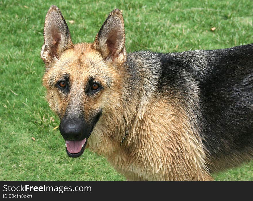 A german shepherd dog that has recently run through the sprinkler