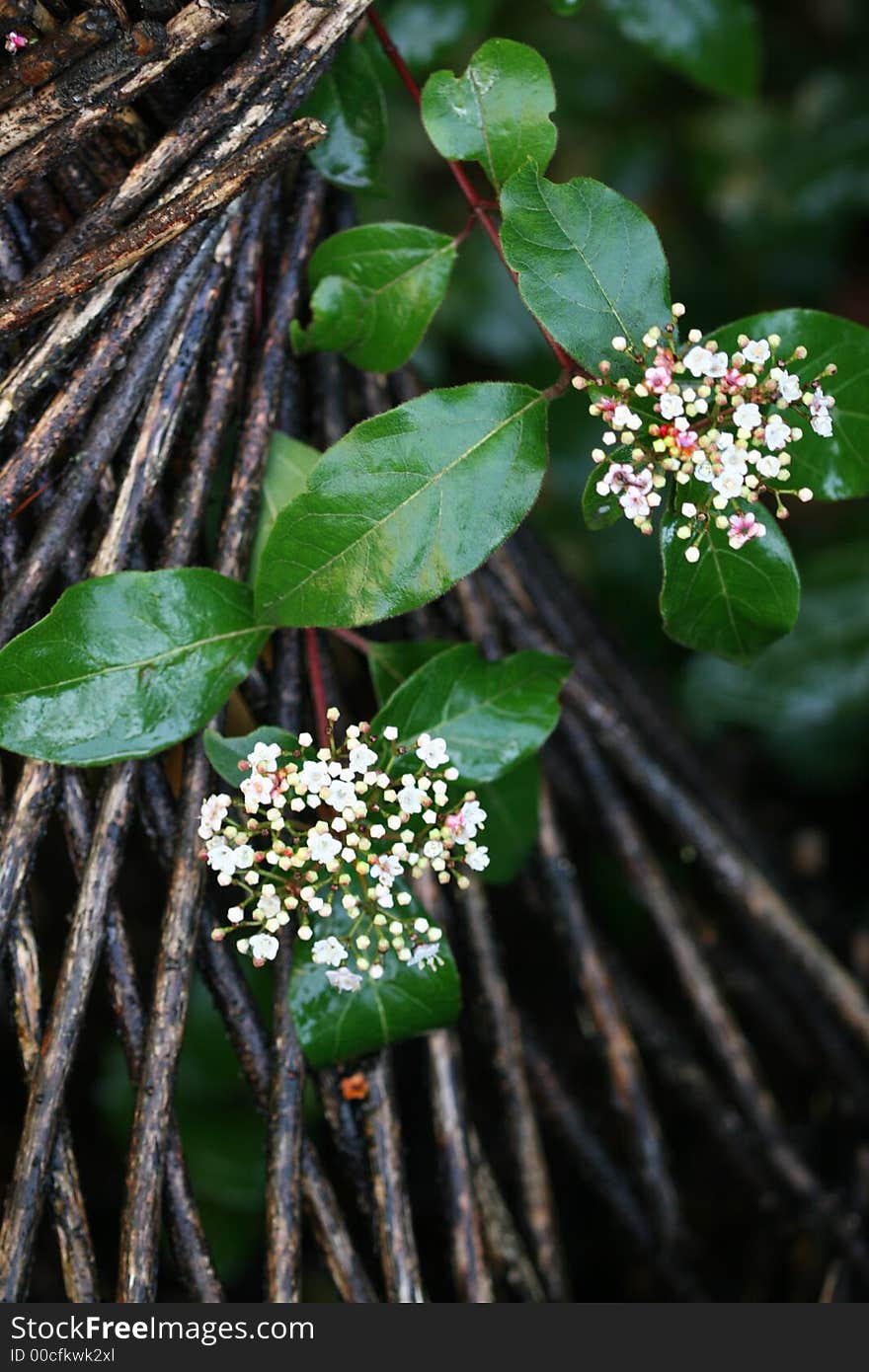 Blossoming climbing white flower plant