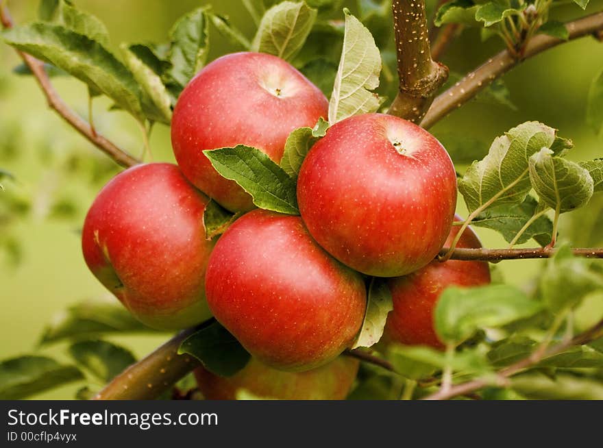 A good bearer apple tree. A good bearer apple tree