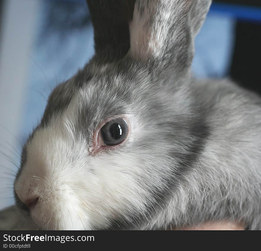 A side view of a Harlequin rabbit face showing his grey eye.