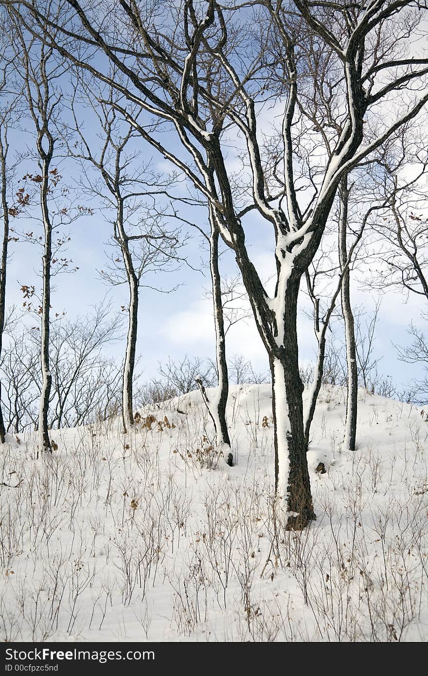 Winter forest, Vladivostok botanic garden, Primorye