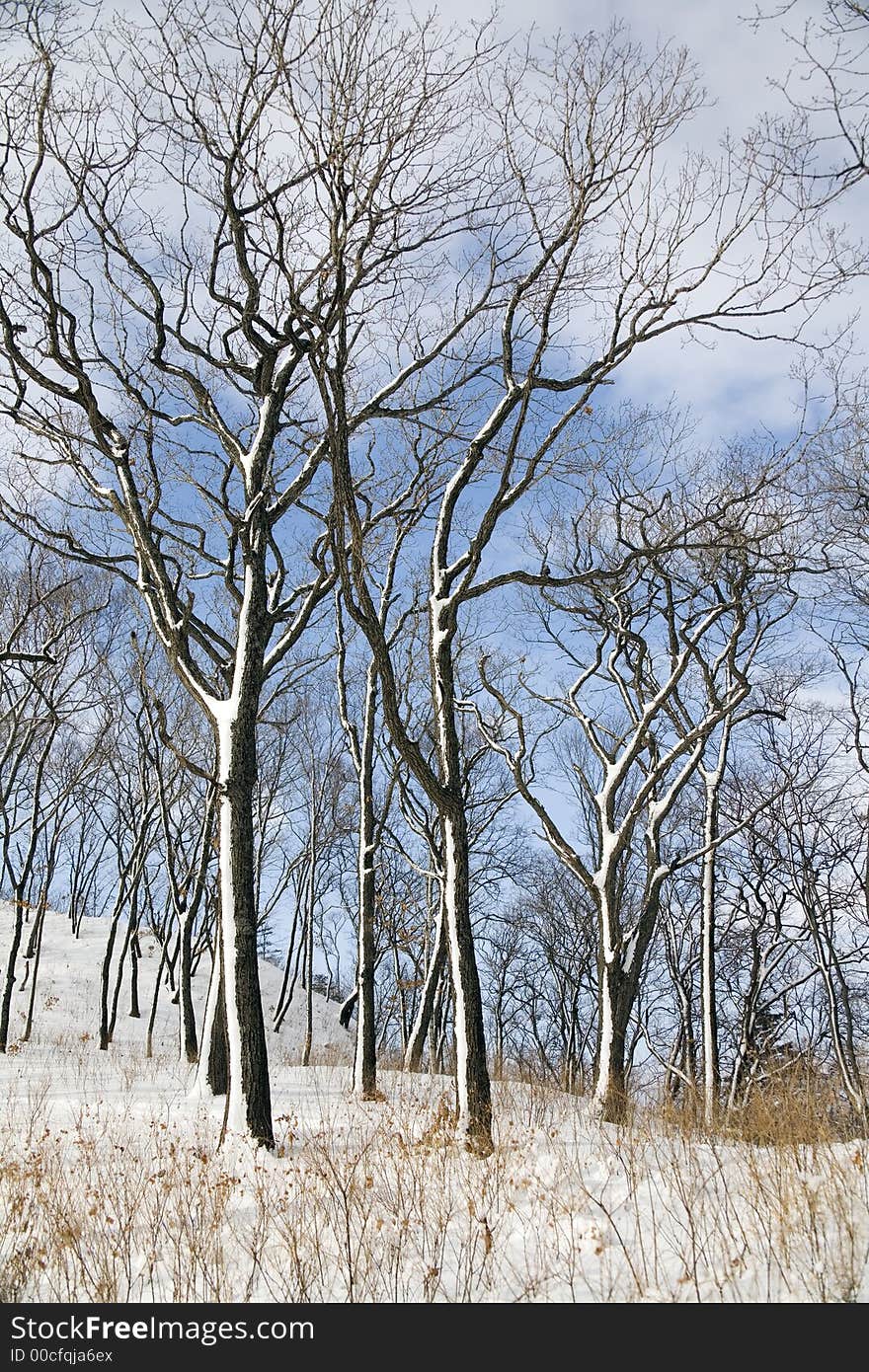 Winter forest, Vladivostok botanical garden, Primorye