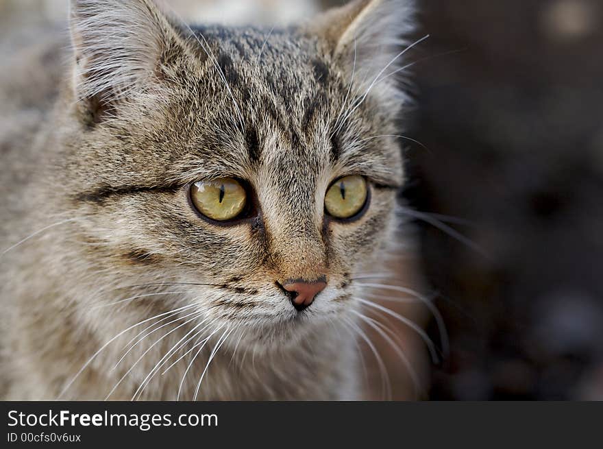 Face with big yellow eyes of grey cat. Face with big yellow eyes of grey cat