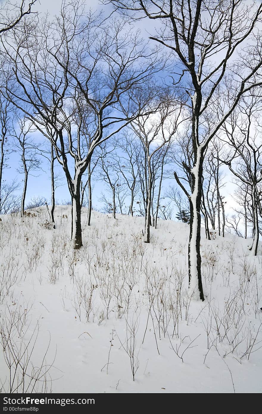 Graphic of winter forest, Vladivostok botanic garden, Primorye