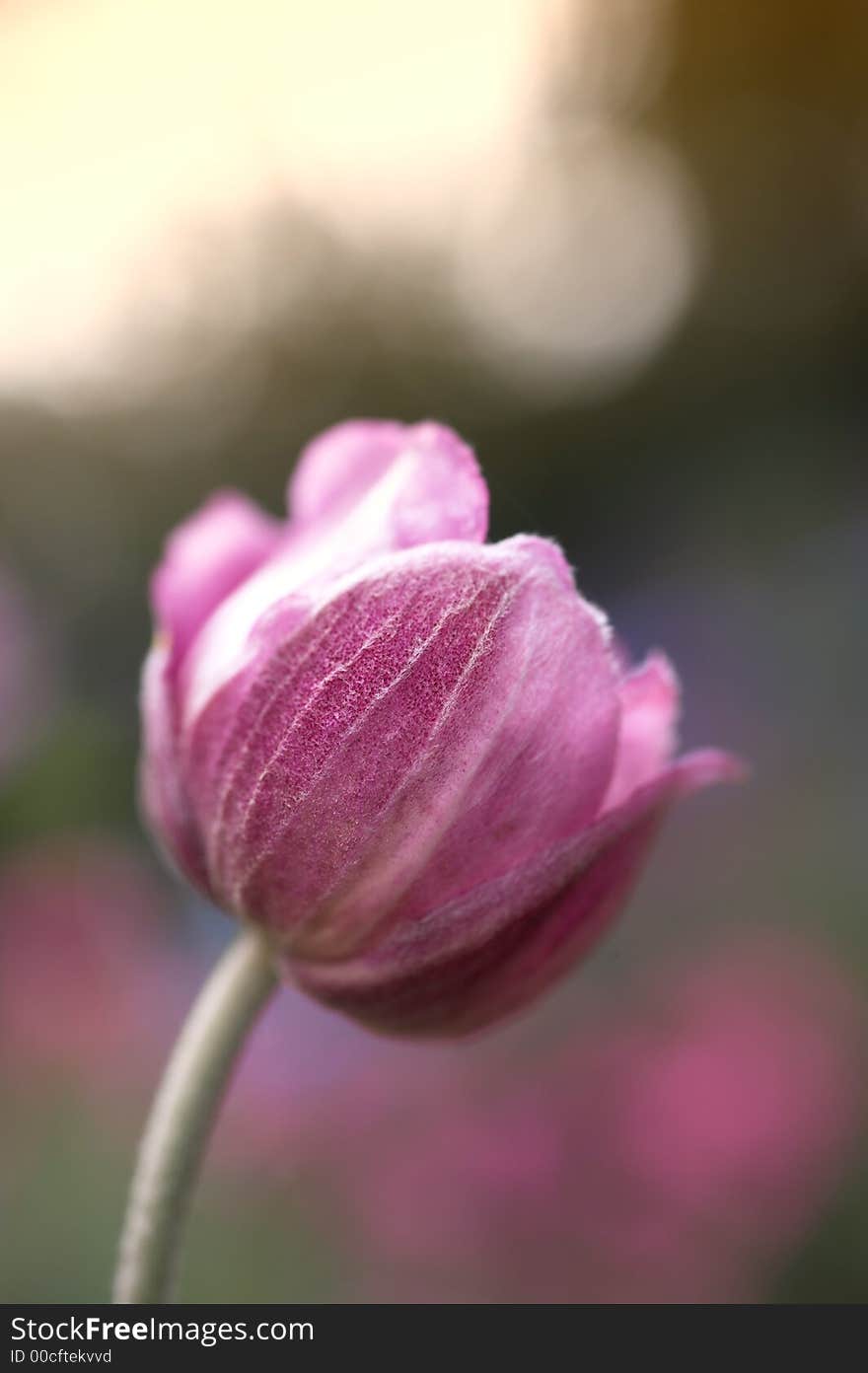 Early morning flower