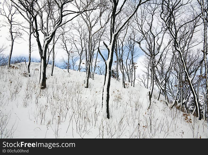 Winter Forest