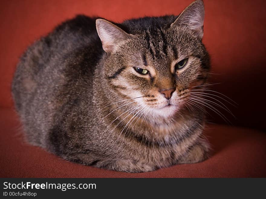 Small cat on red background