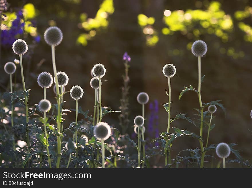 Round flower in Danish garden. Round flower in Danish garden