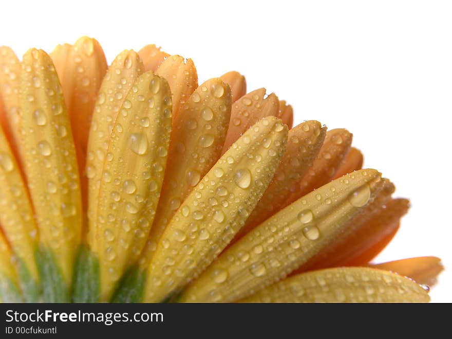 Flower ioslated on white background. Flower ioslated on white background