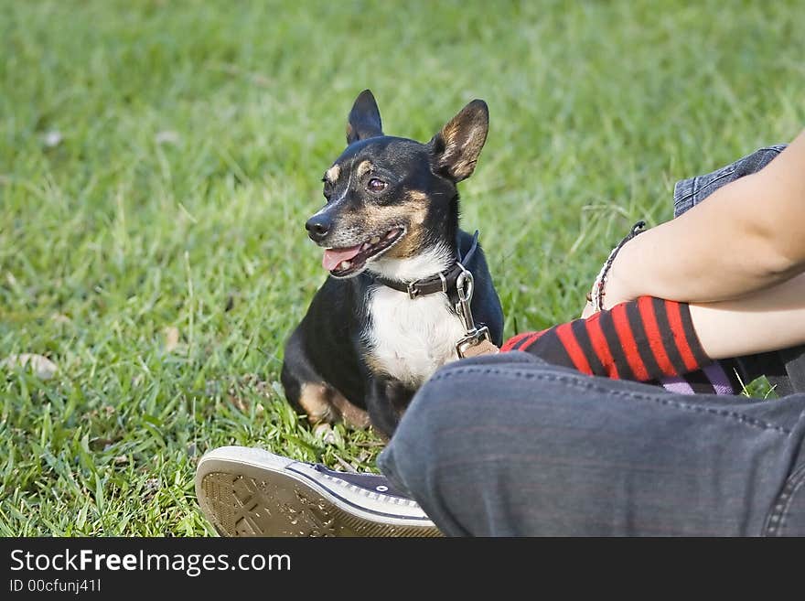 Small black & brown Chihuahua dog on leash with owner in the park. Small black & brown Chihuahua dog on leash with owner in the park