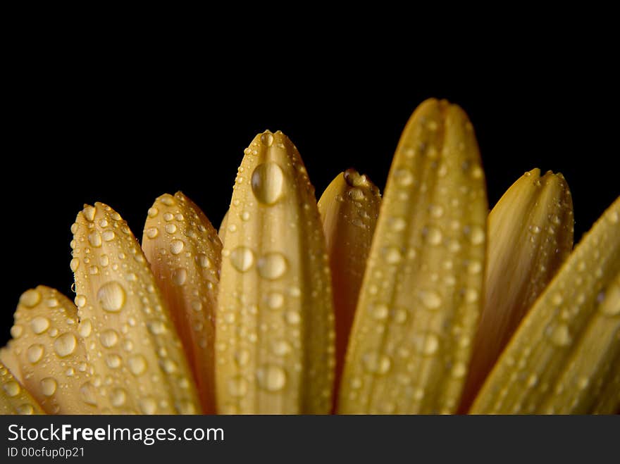 Flower isolated on black background