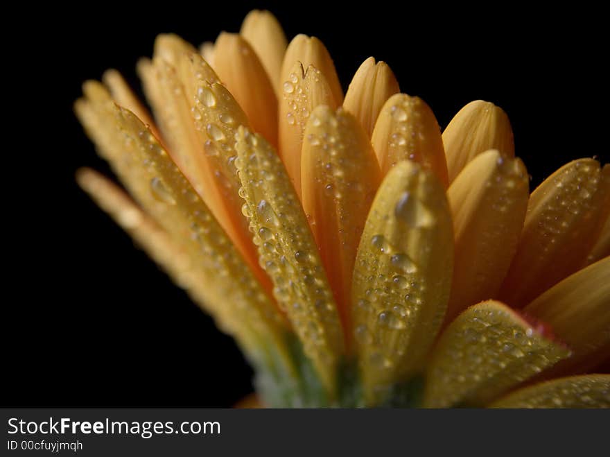 Flower isolated on black background