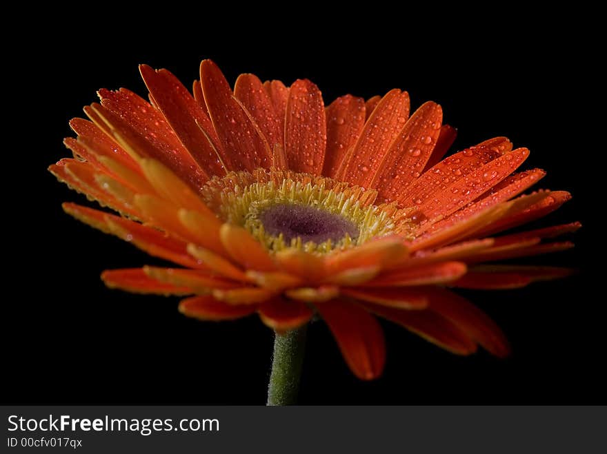 Flower isolated on black background