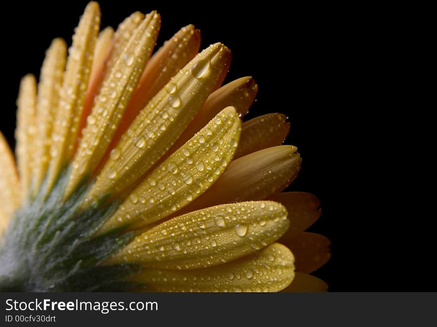 Flower isolated on black background