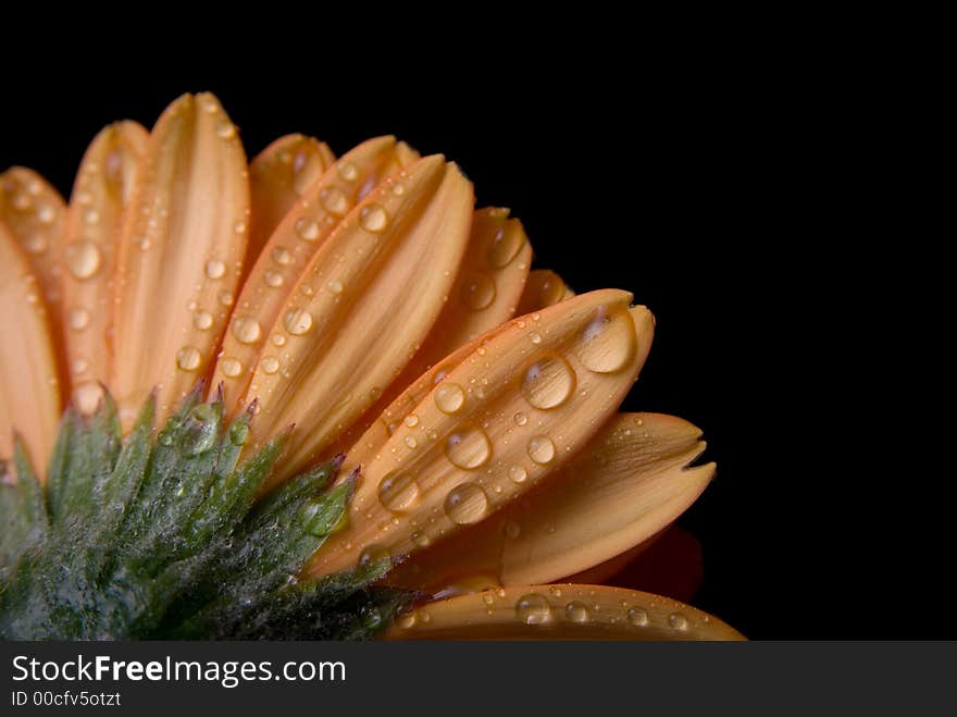 Flowers isolated on black background