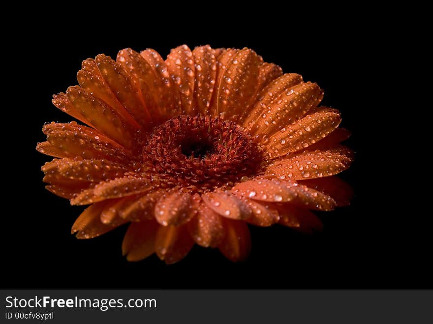 Flower isolated on black background