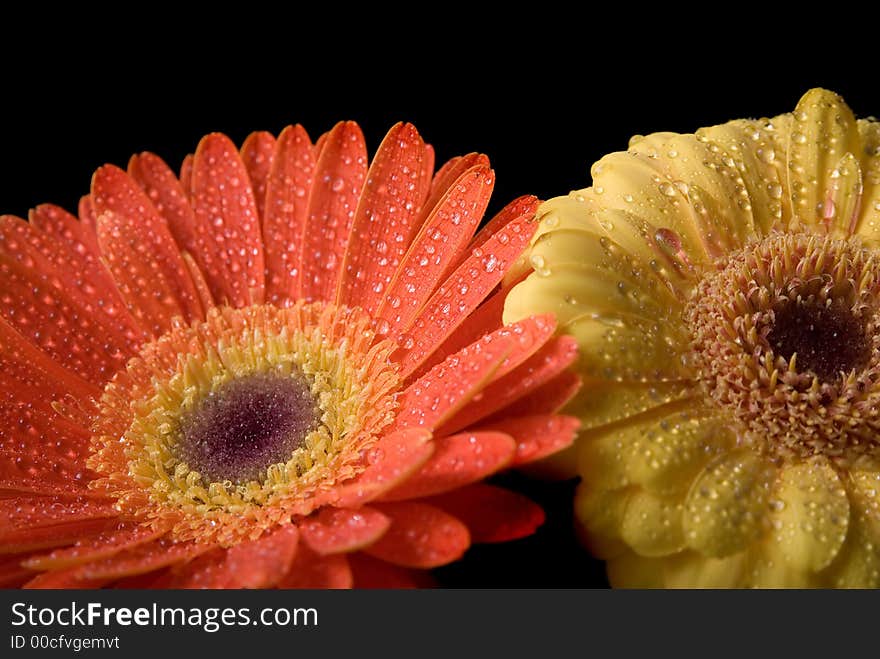 Flowers isolated on black background