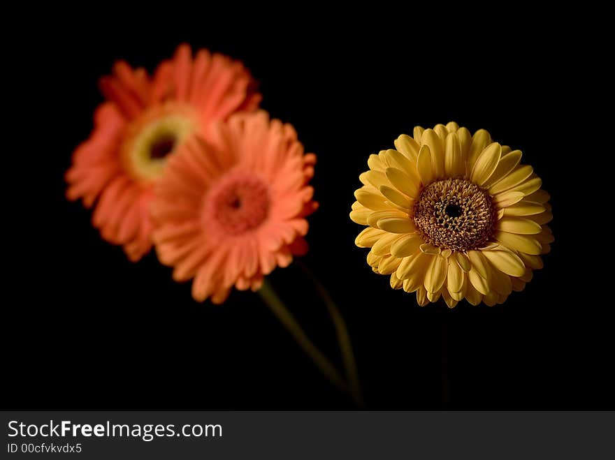 Flowers isolated on black background