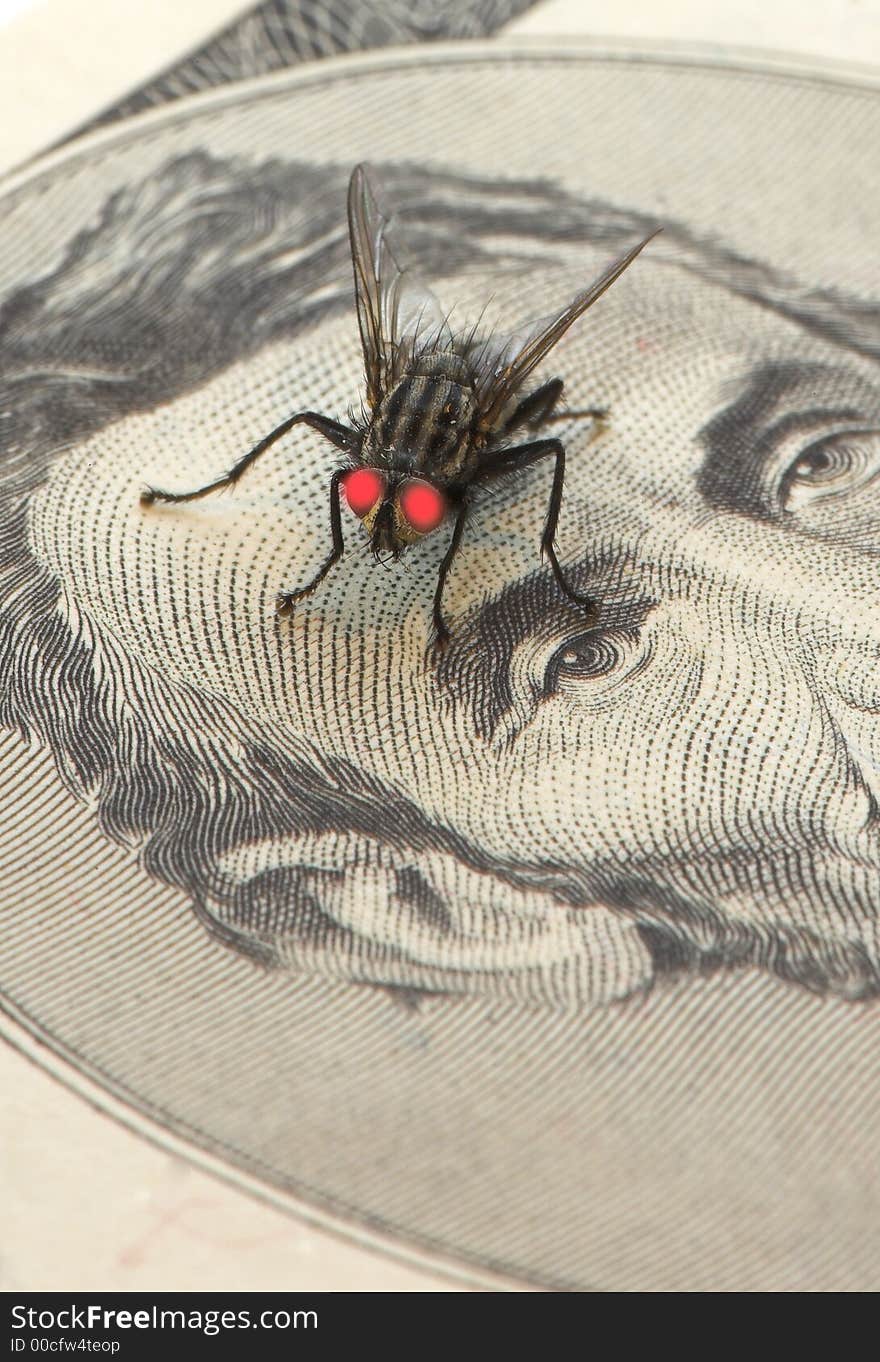 Macro of fly on a bill