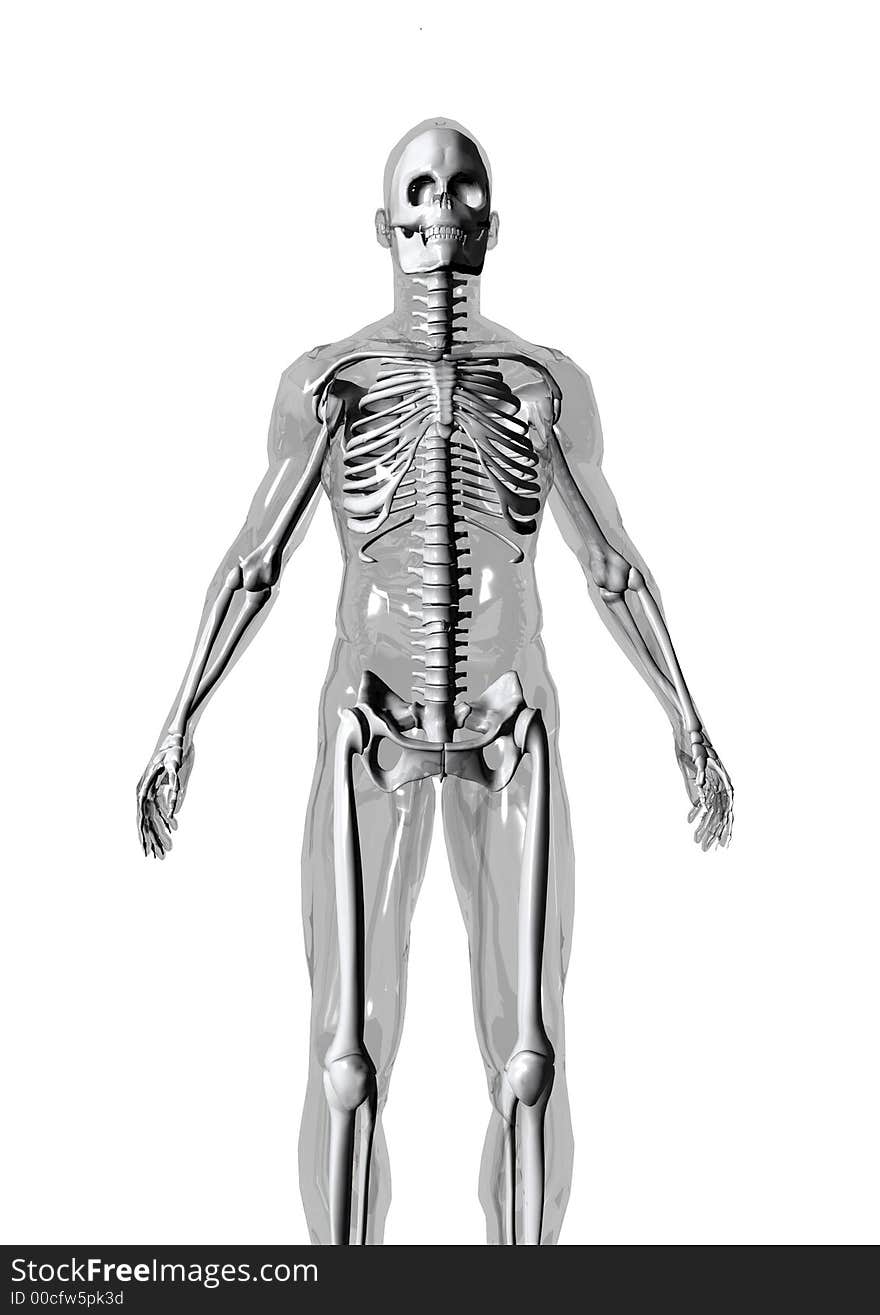 Anatomically correct 3D model of human body isolated on white background. Anatomically correct 3D model of human body isolated on white background.