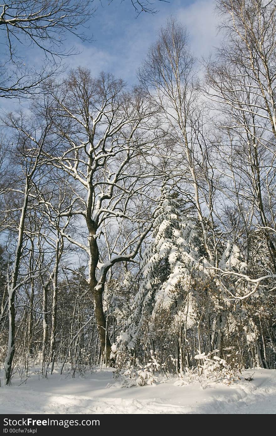 Winter forest, Vladivostok botanic garden, Primorye