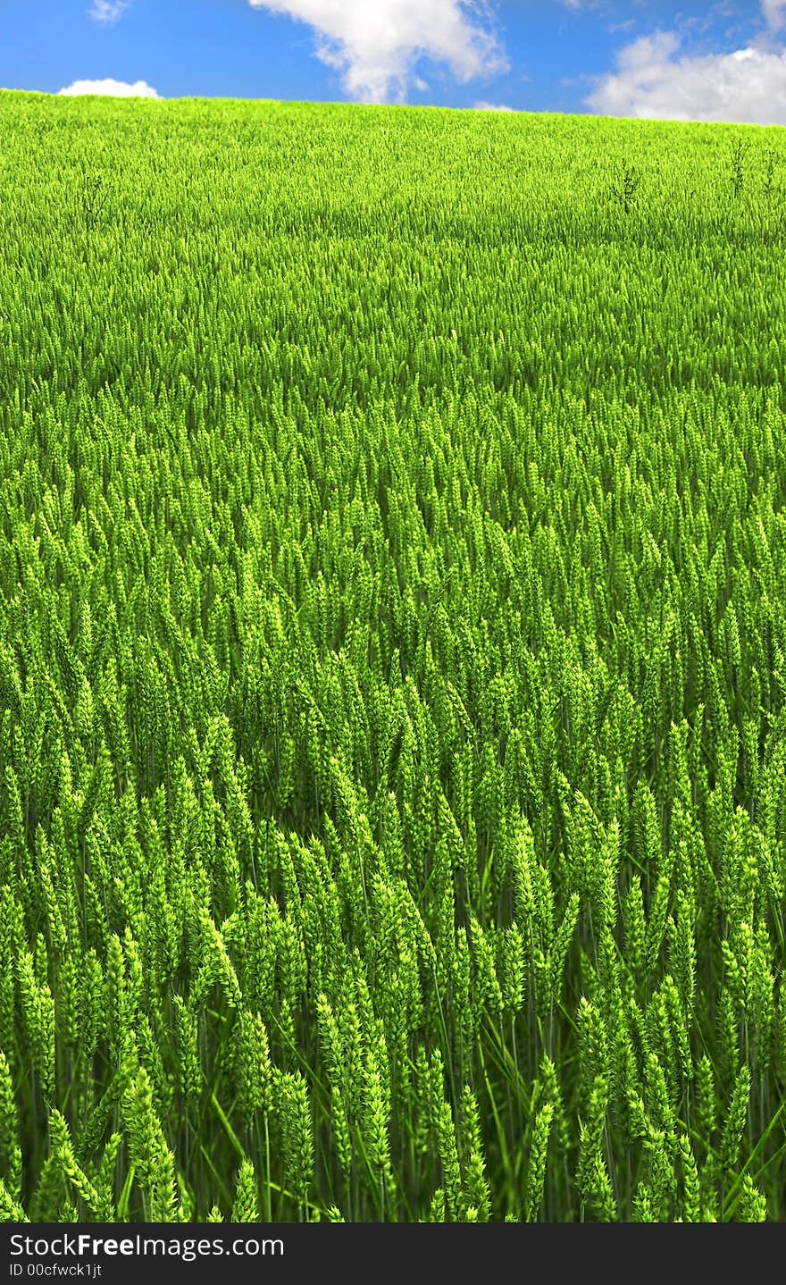 A field of green wheat in springtime (useful as background)