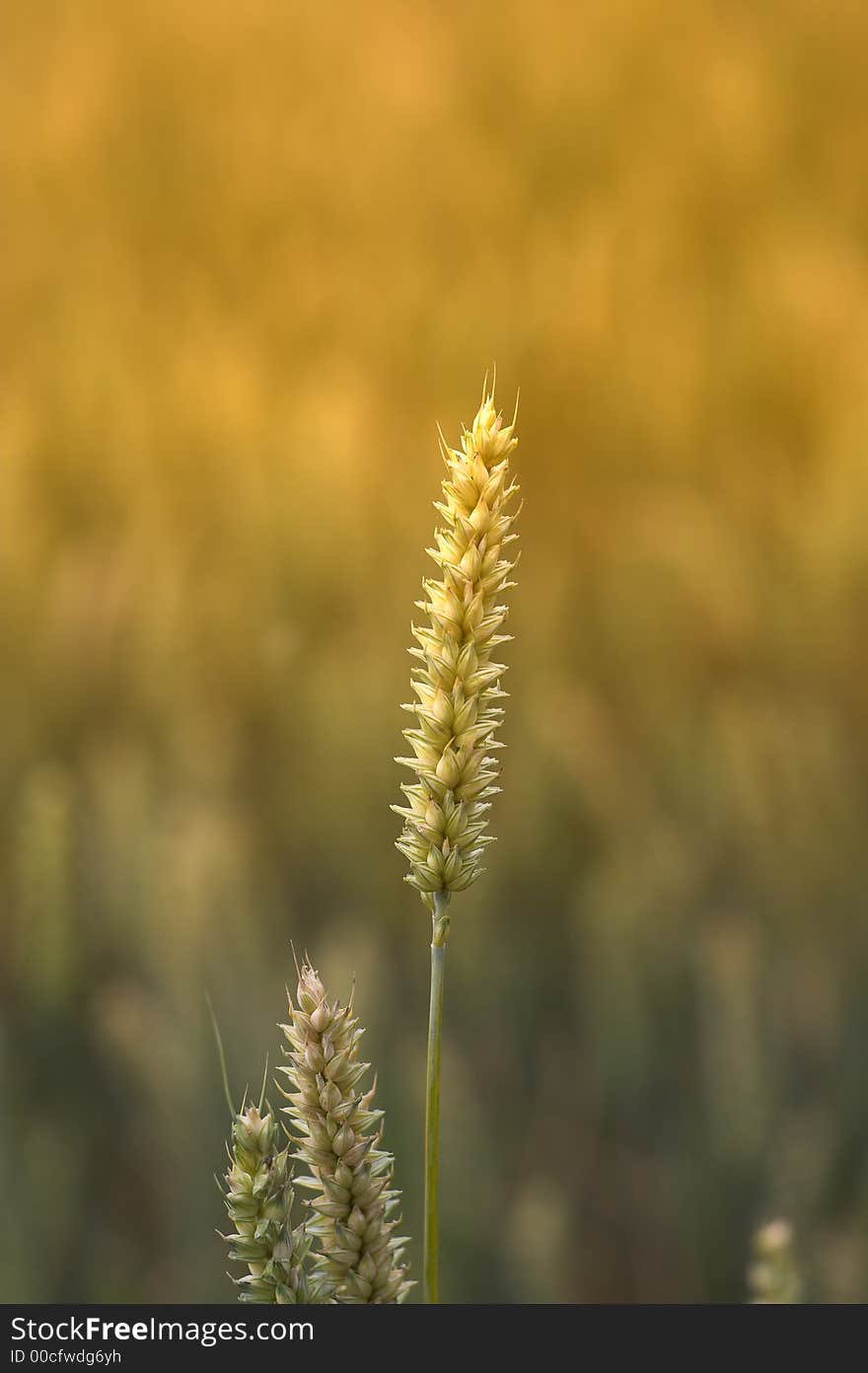 Sunset wheat