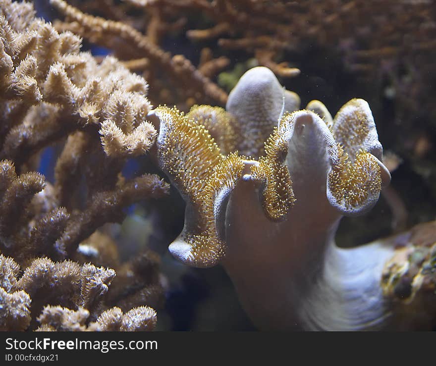 A photo of tropical underwater flowers. A photo of tropical underwater flowers