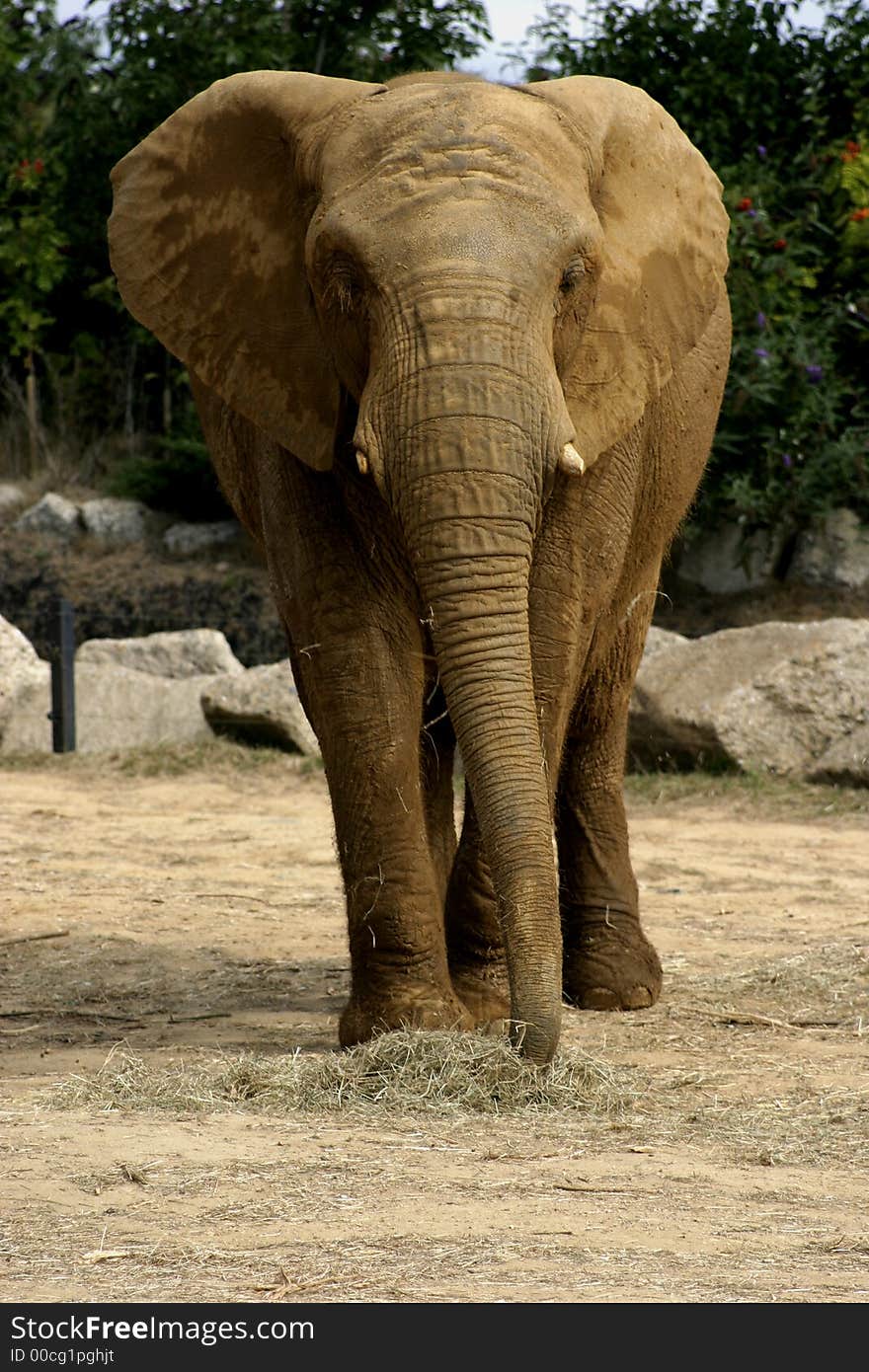 African Elephant