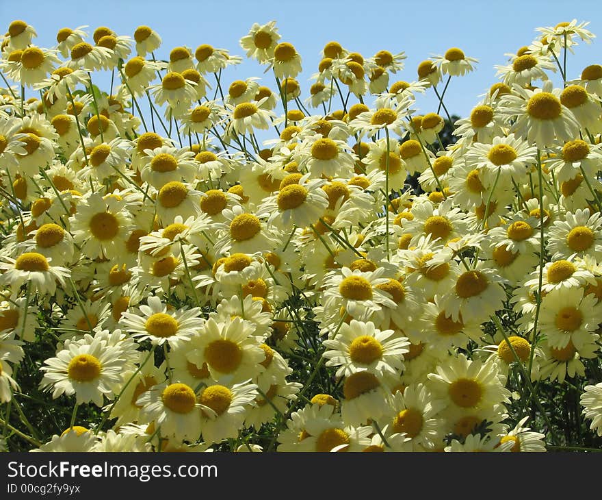 A host of sunny daisies swaying in the breeze. A host of sunny daisies swaying in the breeze