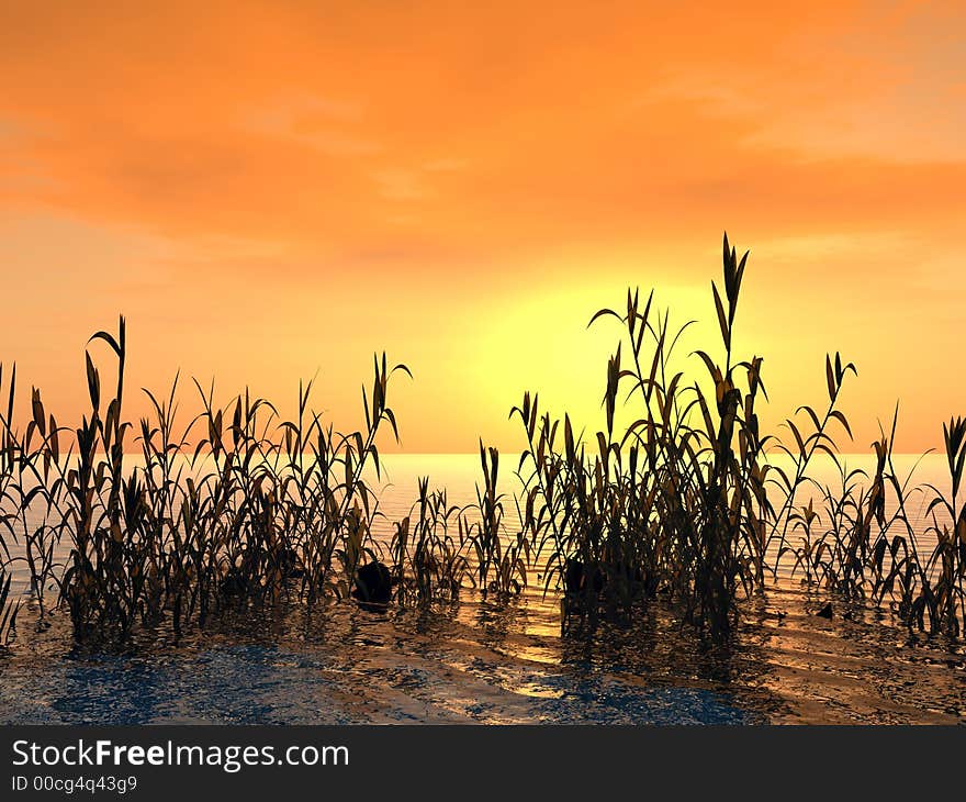 Water plants at sunset - 3D scene. Water plants at sunset - 3D scene.