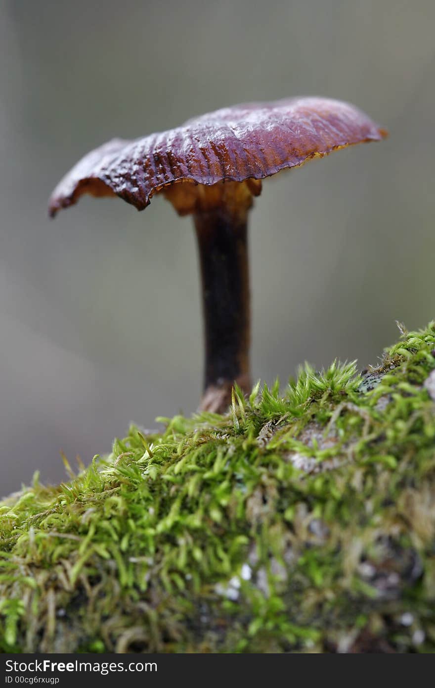 Small mushroom on dry branch covered with moss. Small mushroom on dry branch covered with moss