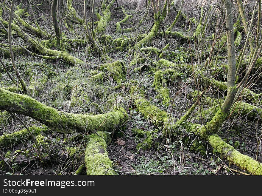Lying branches outgrown with moss. Lying branches outgrown with moss
