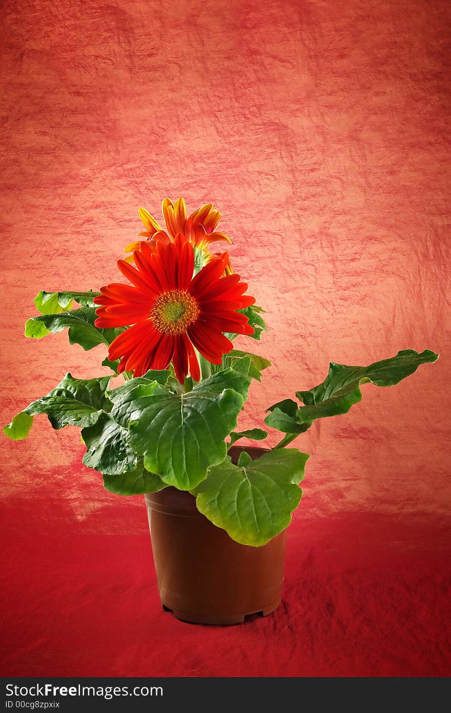 Gerber in a flowerpot on a red background-fine decoration and cosiness in the house