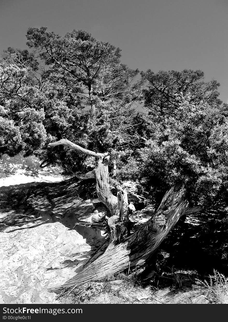 The closeup of a tree near a beach, in black and white,. The closeup of a tree near a beach, in black and white,