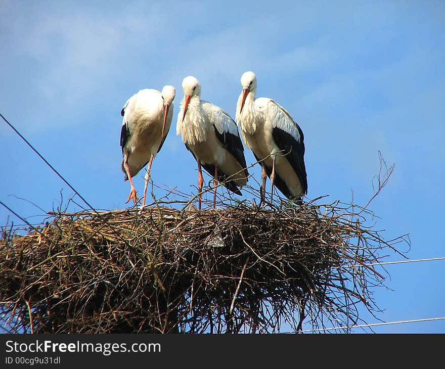 Three storks in their nest