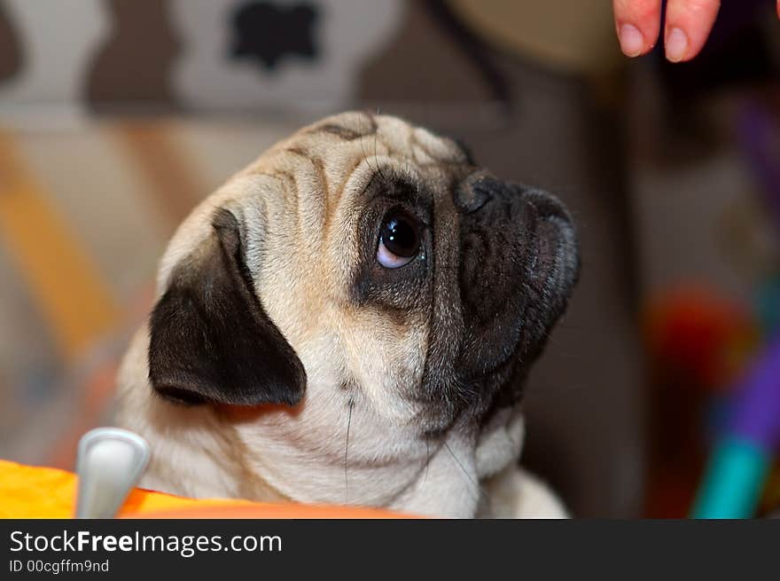 Pug looking at two fingers - blurred background. Pug looking at two fingers - blurred background