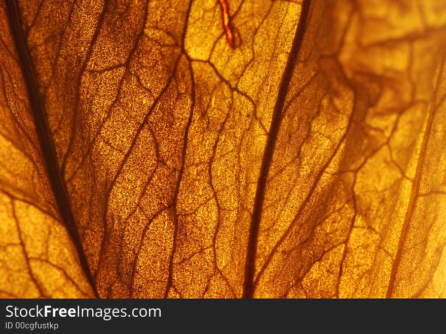 Dry leaf with detail veining