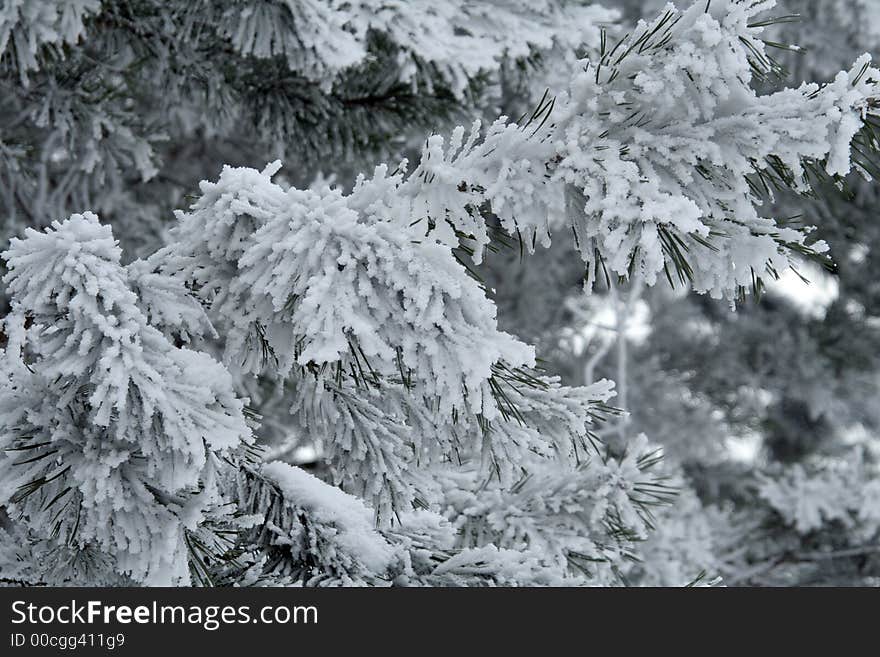 Snowy branches. December. Christmas day. Its cold weather. Snowy branches. December. Christmas day. Its cold weather