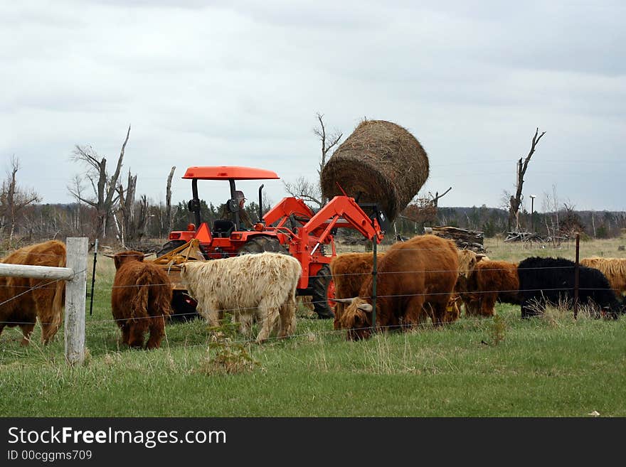 A tractor with a bale of hay surrounded by cows. A tractor with a bale of hay surrounded by cows